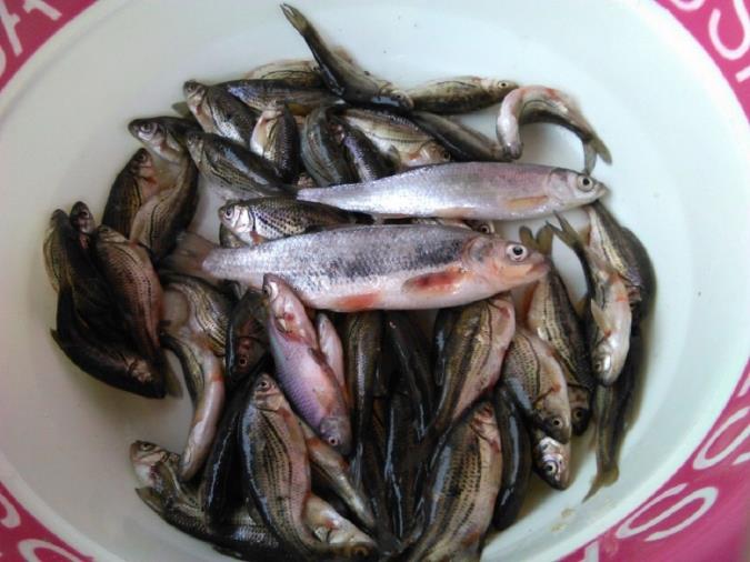 معرفی خواص ماهی کولی