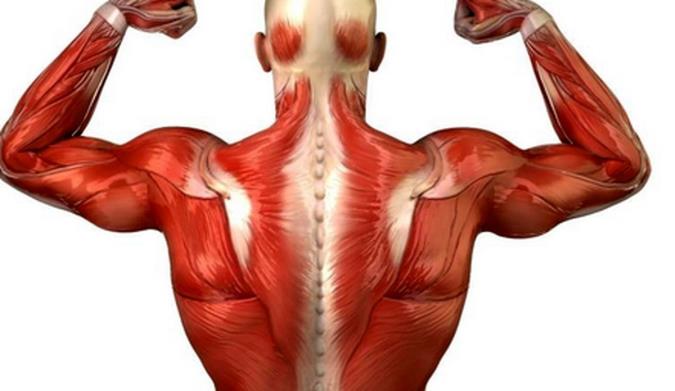 قوی‌ترین ماهیچه‌ی بدن انسان کدام است؟