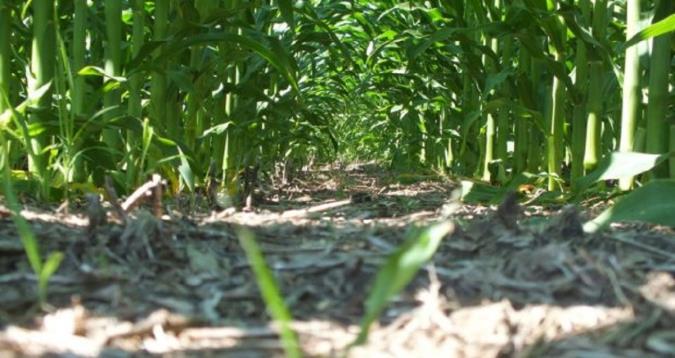 مزارع بدون خاکورزی