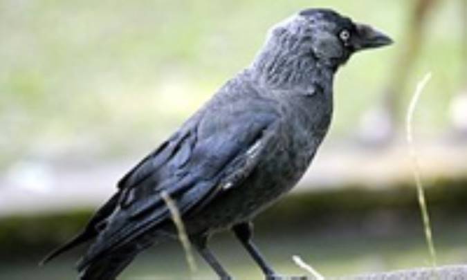 اميد بيهوده