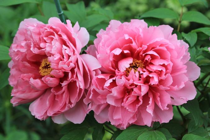 گل پائونیا یا گل صد تومانی (Paeonia )