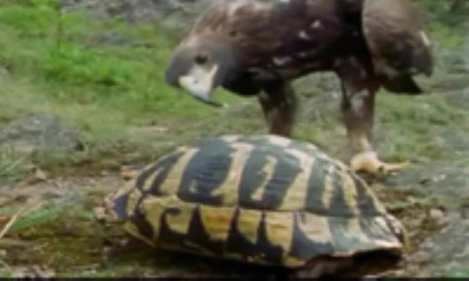 نشنيدن پند خردمندان