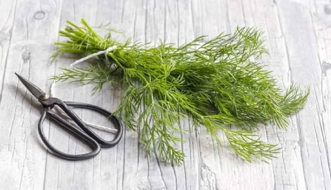 ۱۴ خاصیت سبزی شوید