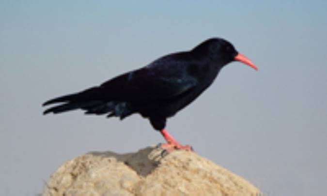 از آن‌جا رانده، از اين‌جا مانده