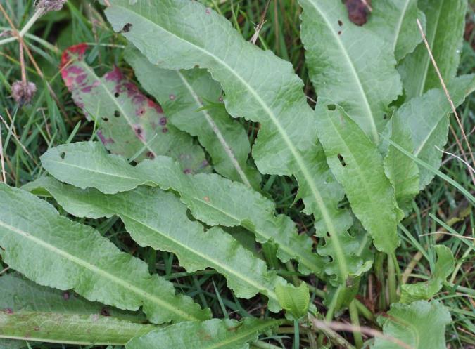 فواید گیاه ترشک برای سلامتی