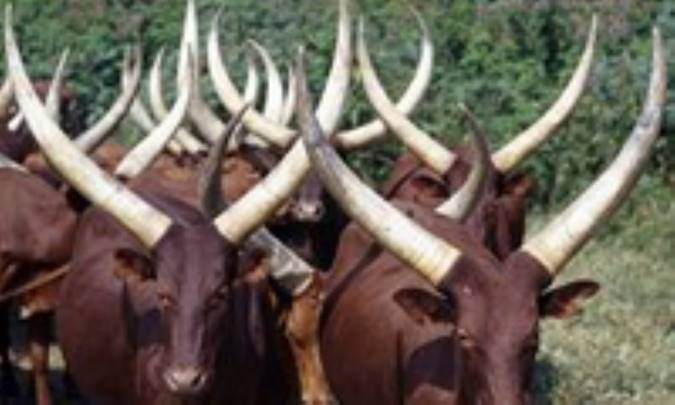 شاخهاي جادويي