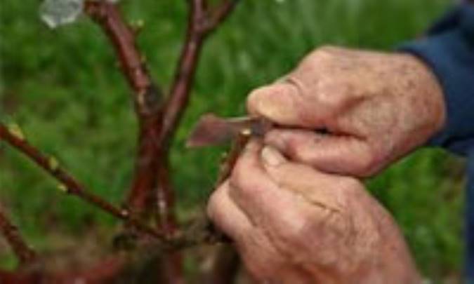 روش‏های مختلف تکثیر درختان