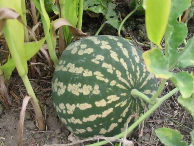 آشنایی با هندوانه ابوجهل ، خواص و مضرات آن