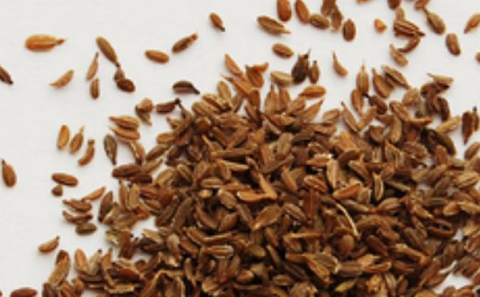 معرفی تخم زردک و خواص درمانی آن