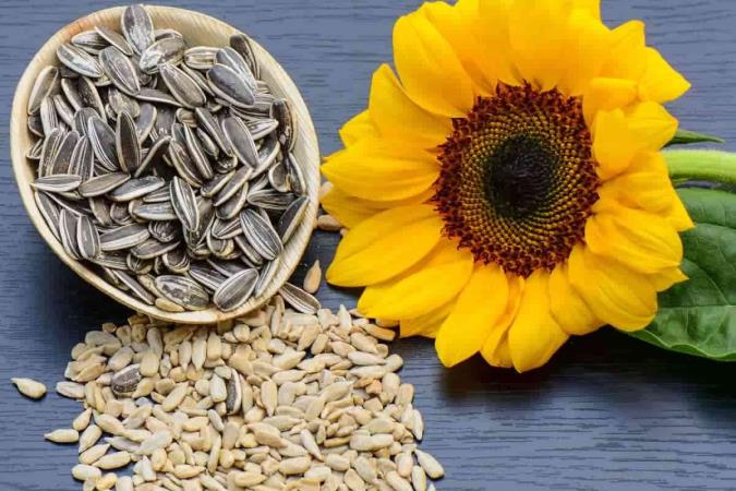 کالری تخمه آفتابگردان چقدر است؟ + ارزش غذایی