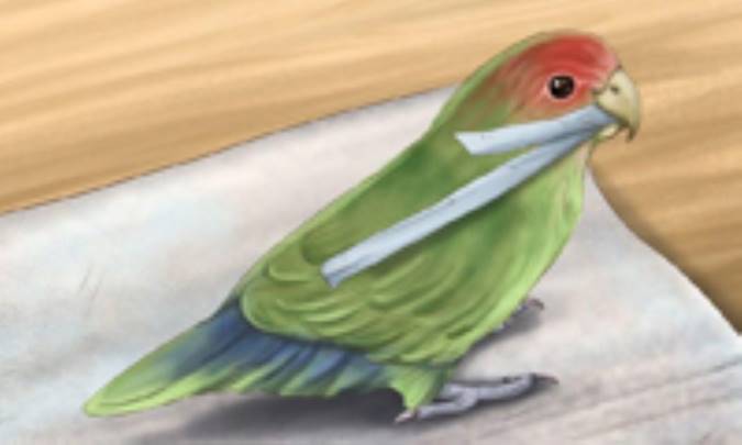 طوطی