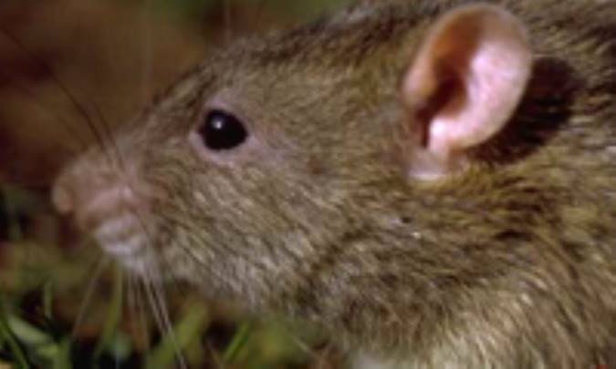 وفاي به عهد