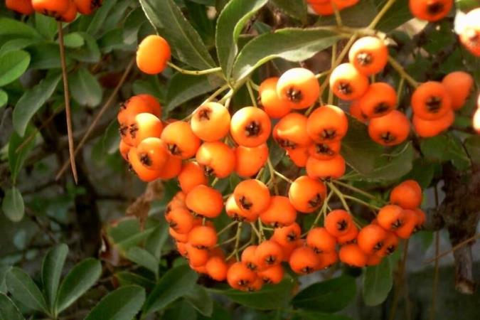 کالری زالزالک چقدر است؟ + ارزش غذایی