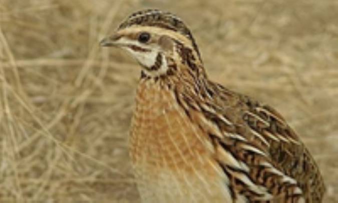 زمان واقعي کار