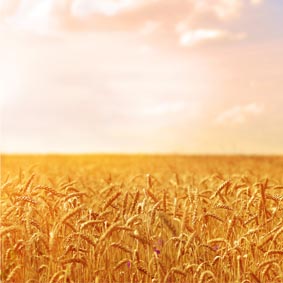 کلیپ تصویری ، خودکفایی مواد غذایی