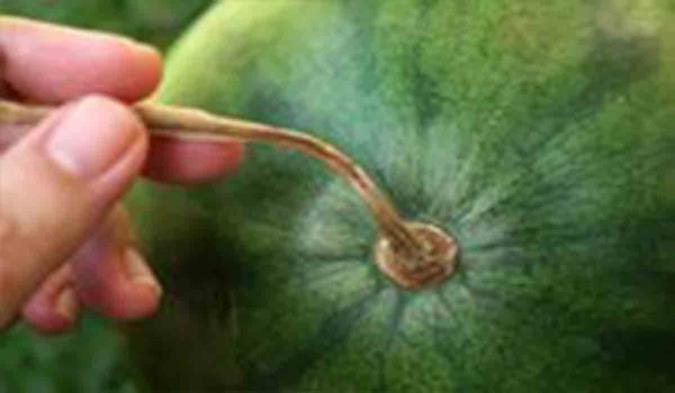 دوچرخه‌سواری با هندوانه‌ای ۴۰ کیلویی روی سر!