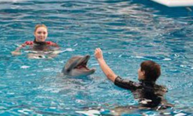 Dolphin Tale 2 (داستان دلفین ۲)