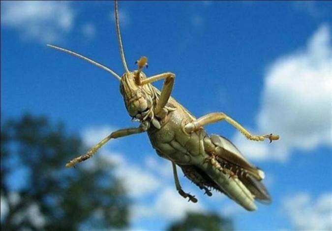 حمله ملخ‌های مهاجر به ایران عمدی نبود، ولی کشورهای عربی کم‌کاری کردند