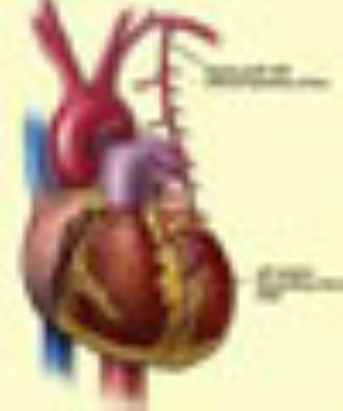 عملكرد كلیه ها بر سلامت قلب