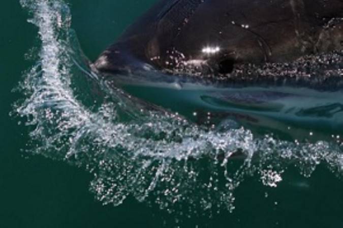 درمان سرطان با استفاده از DNA کوسه‌های سفید