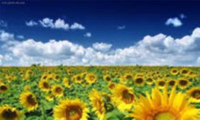 مرند، قطب کشت آفتابگردان