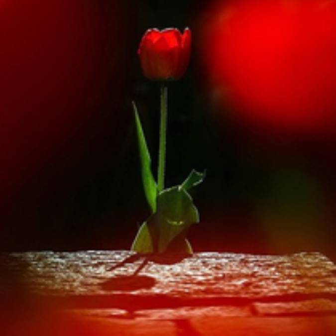 گزارش تصویری / باغ لاله ها