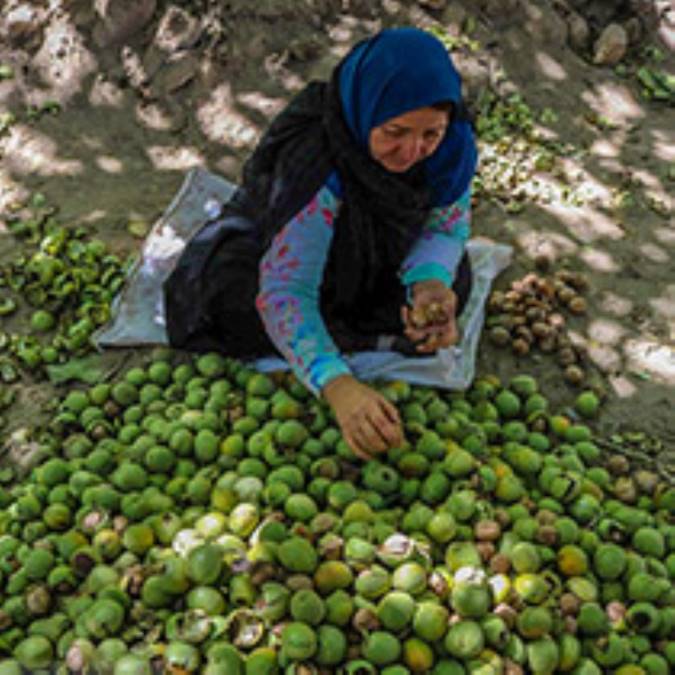 گزارش تصویری / برداشت گردو در سبزوار