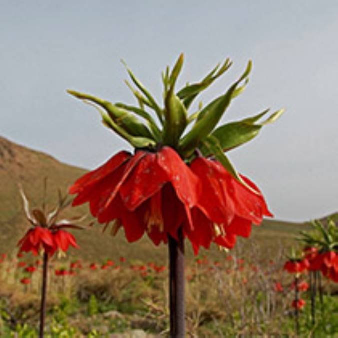 گزارش تصویری /  دشت لاله‌های واژگون خوانسار