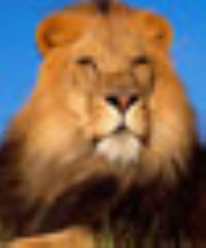 تصاویر زیبا و جذاب از حیوانات