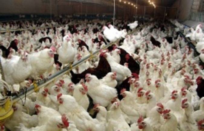 اولتیماتوم دادستان تهران به گران‌فروشان/ مرغ نباید بیشتر از ۱۱ هزار و پانصد تومان به فروش برسد