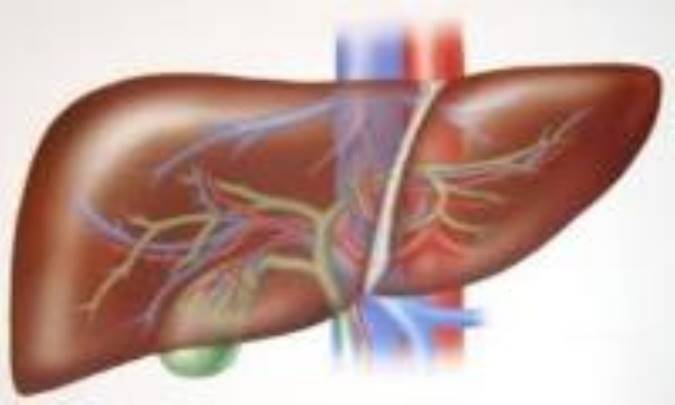 ساقه گندم "اختلالات کبدی" را رفع می‌کند