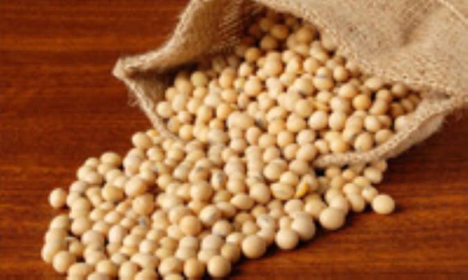  خواص دانه سویا از منظر طب سنتی 