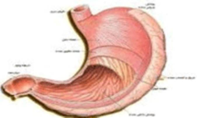جراحی کاهش وزن، موجب تضعیف استخوان ها می شود