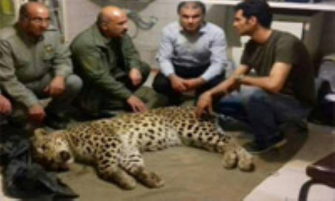 تلف شدن یک قلاده پلنگ درمازندران 