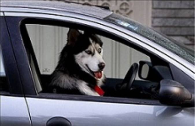 سگ گردانی در تهران ممنوع اعلام شد