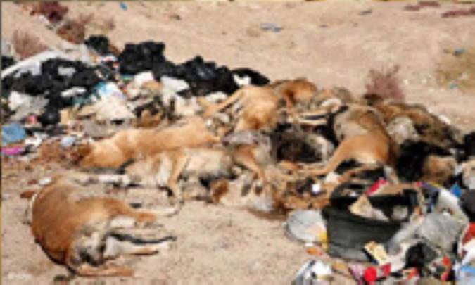 سگ‌کشی یک معضل بزرگ روانی است/ باید از تکرار ماجرای سگ کشی در شیراز جلوگیری شود