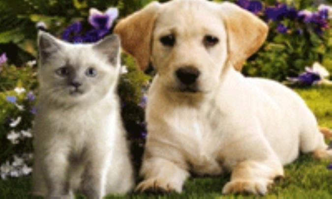 یا للعجب..کلب ینقذ حیاة قط