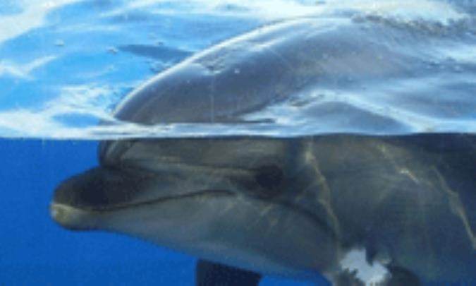 کیف تنام الدلافین؟