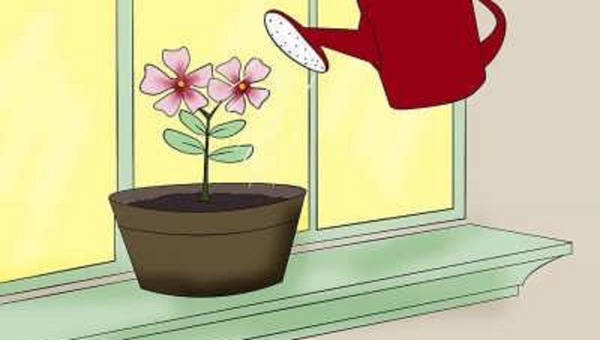 گل پریوش؛ از معرفی انواع آن تا کاشت و نگهداری