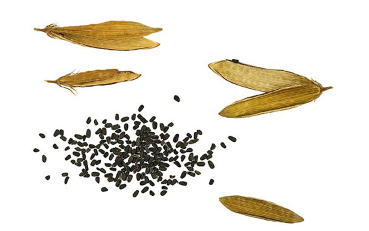 گل پریوش؛ از معرفی انواع آن تا کاشت و نگهداری