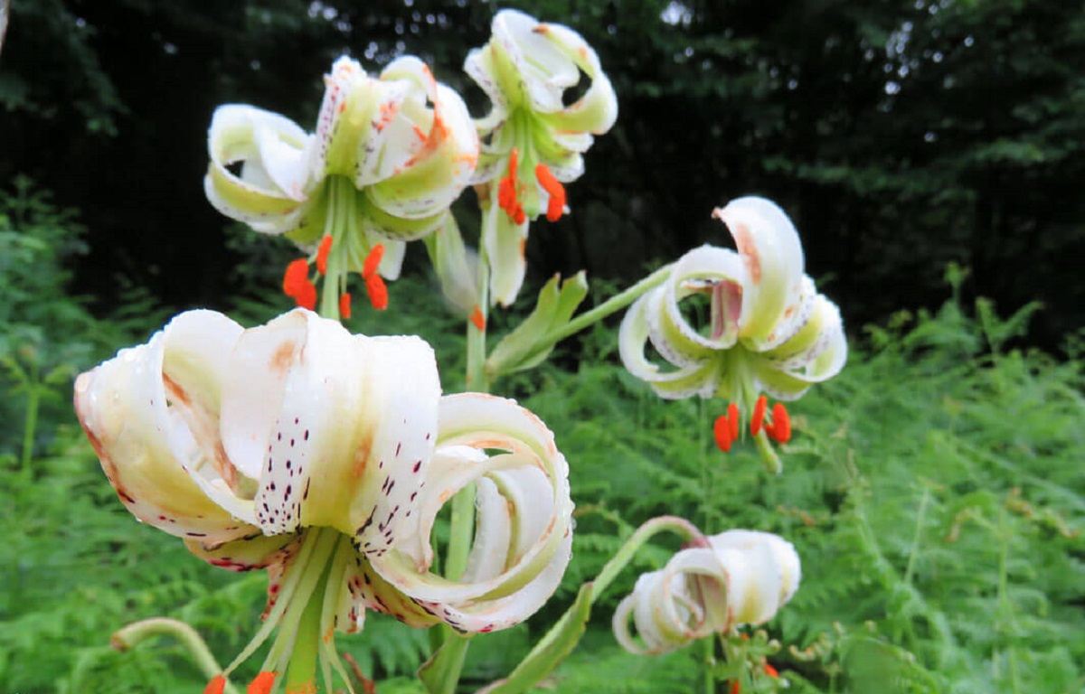 آشنایی با مناطق دیدنی رودبار