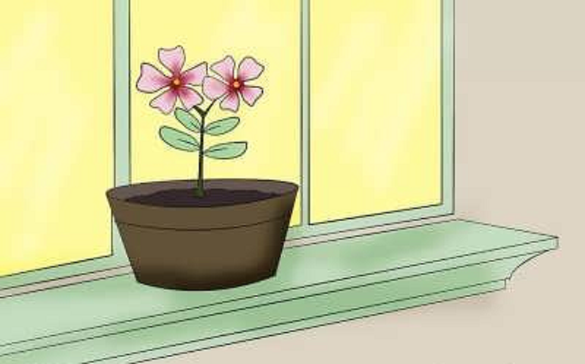 گل پریوش؛ از معرفی انواع آن تا کاشت و نگهداری