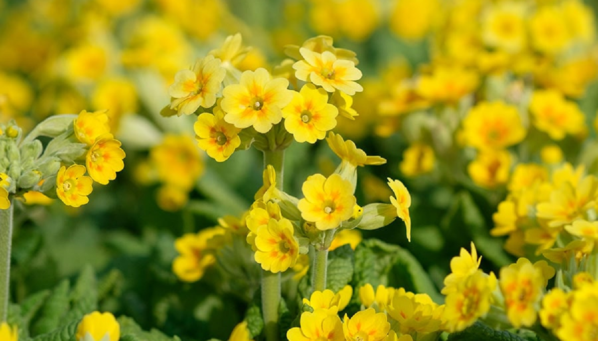 گل پامچال؛ از معرفی انواع آن تا کاشت و نگهداری