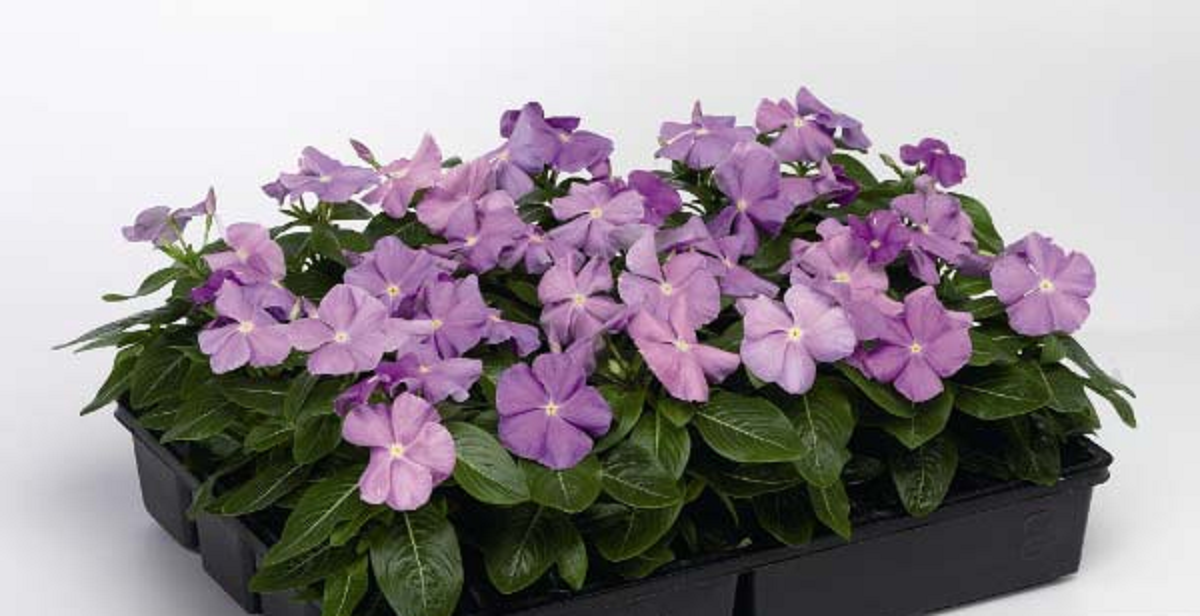 گل پریوش؛ از معرفی انواع آن تا کاشت و نگهداری