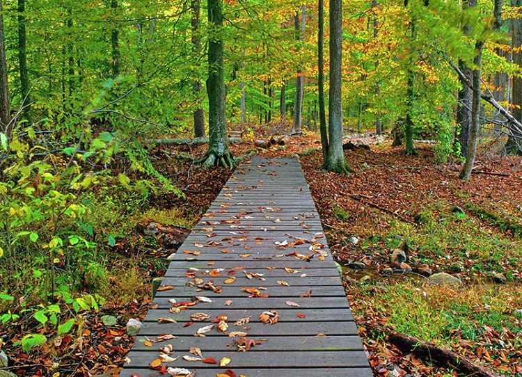 معرفی جنگل گیسوم در تالش