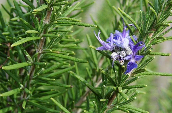 مواد غذایی تقویت کننده حافظه