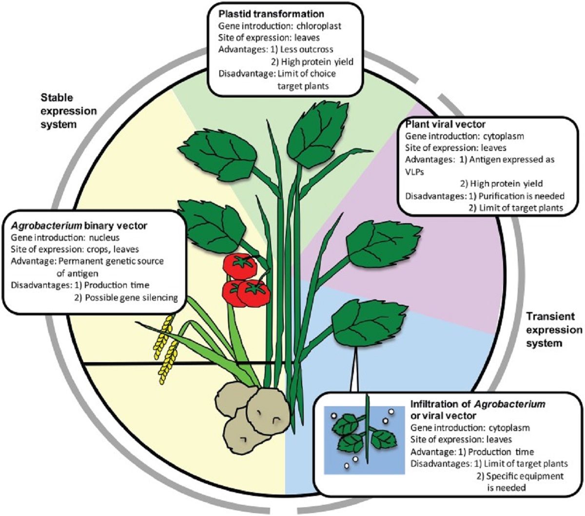 واکسن‌های گیاهی برای حیوانات و انسان‌ها