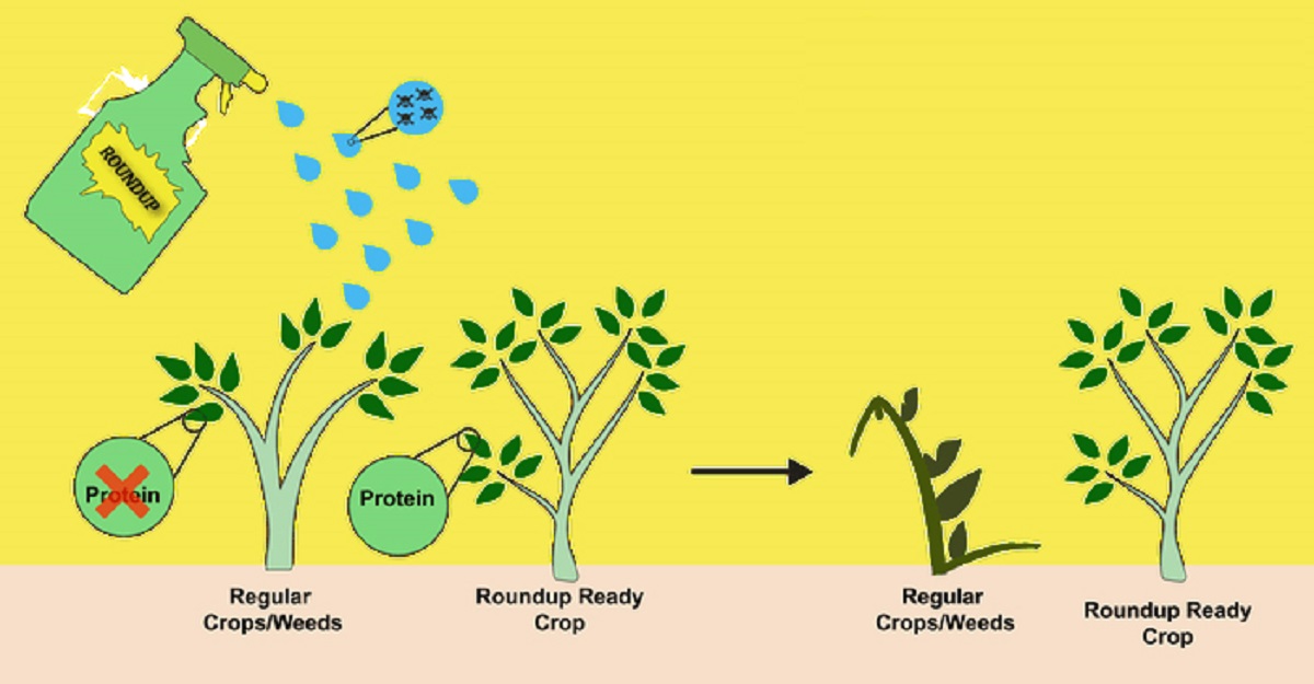 مزایا و خطرات استفاده از محصولات مقاوم به علف کش
