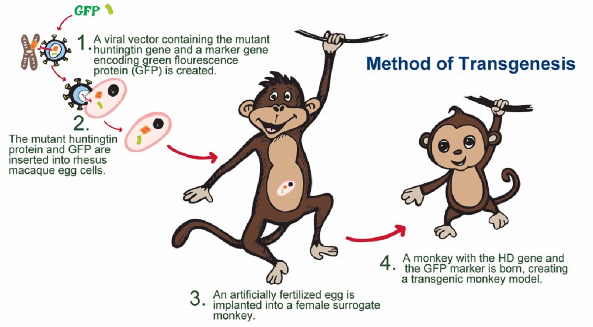 میمون تراریخته به عنوان مدلی برای مطالعه تکامل مغز انسان