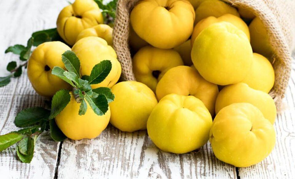 بهترین روش نگهداری از به در یخچال و فریزر